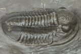 Colorful Proetid Trilobite - Jorf, Morocco #362847-2